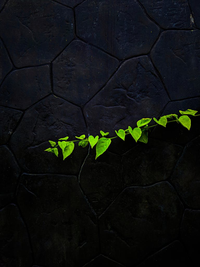 Fragile bright green leaves on plant stem against black stone wall in studio