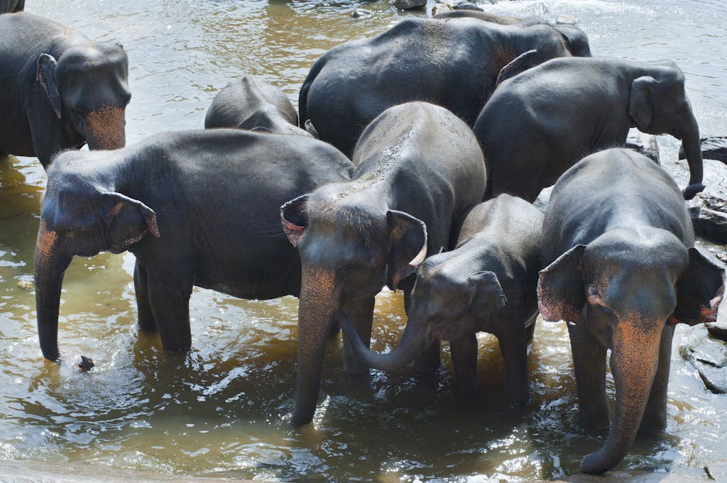 Group of Elephant Drinking Water
